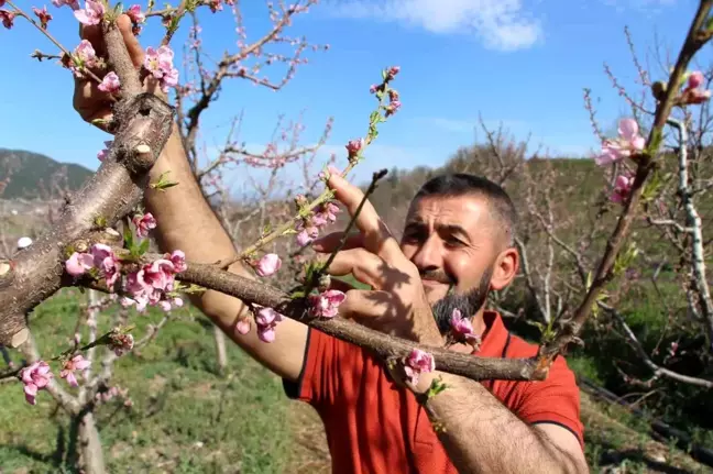 Amasya'da Çiftçinin Don Önleyici Yöntemi Başarıyla Uygulandı