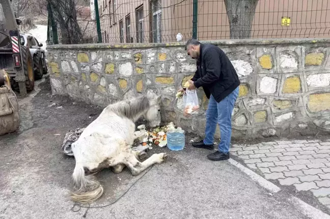 Yorgun Katırın Hayatı Esnaf ve Vatandaşların Duyarlılığı ile Kurtarıldı