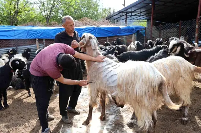 Adana'da Bahar ile Hayvan Kırkma Sezonu Başladı