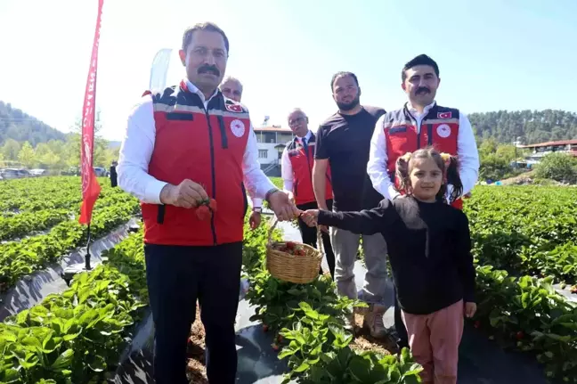 Hatay'da Çilek Hasadı Başladı, 9 Bin 300 Ton Rekolte Bekleniyor