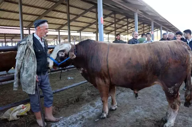 Kurban Bayramı Öncesi Oltu'da Hayvan Pazarlarında Hareketlilik