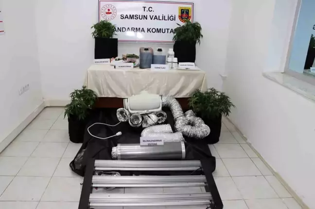 Samsun'da Uyuşturucu İmalatı: Kenevir Yetiştiren Şahıs Yakalandı
