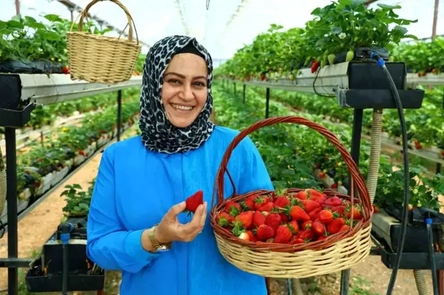 Kahramanmaraş'ta Modern Serada Dalından Çilek Toplama Keyfi