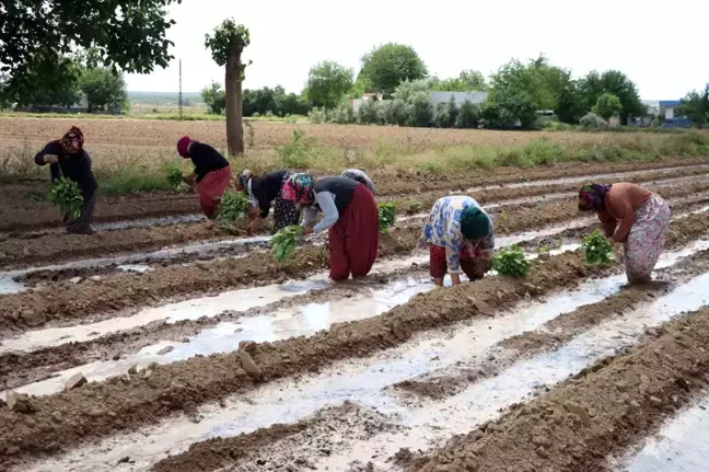 Birecik Patlıcanı Ekim Zamanı Geldi