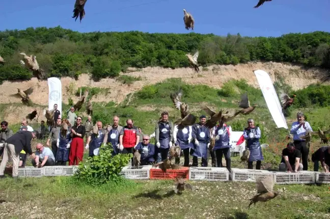 Kahverengi Kokarca ile Mücadelede Biyolojik Çözüm: 800 Sülün Doğaya Salındı