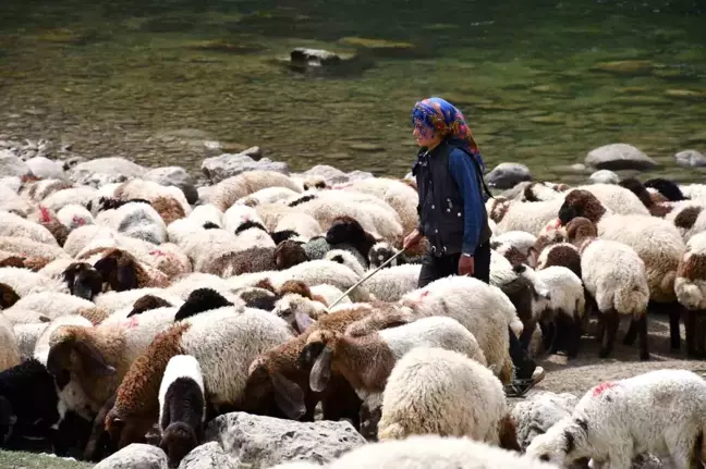 Zorlu Göç Yolculuğu: Rozerin Yıldız'ın Hayali