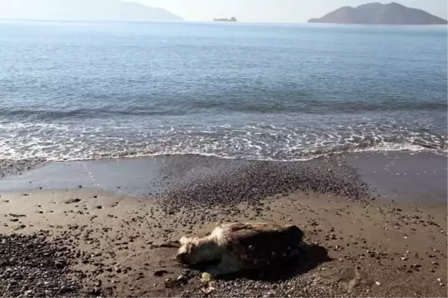 Fethiye'de Telef Olan Deniz Kaplumbağası Kıyıya Vurdu