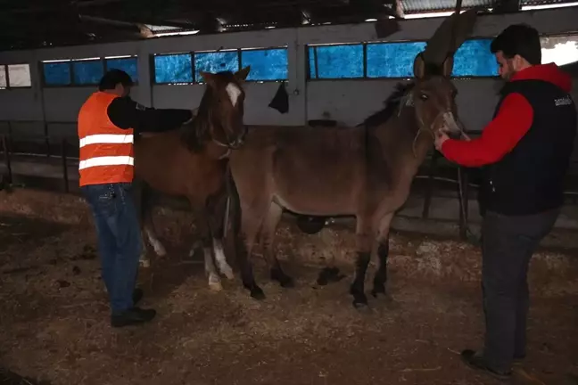 Güce Belediyesi Sokak Hayvanlarına Sahip Çıktı