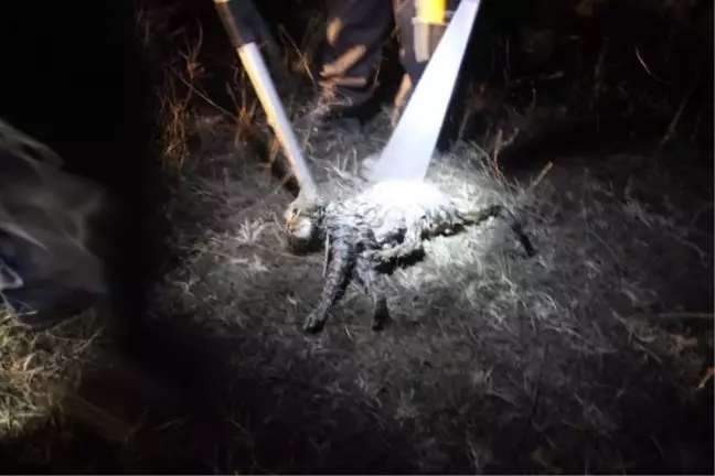 Kuyuya Düşen Kediyi Avcı Köpeği Fark Etti