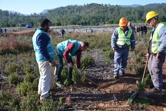 Köyceğiz'de Hükümlüler Fidanları Toprakla Buluşturdu