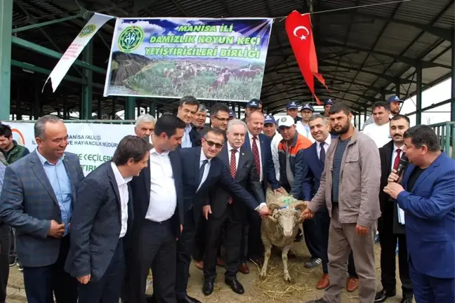 Manisa'da 81 Damızlık Koç Dağıtıldı