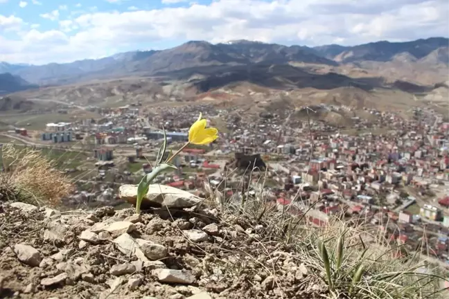 Oltu Lale Dağında Lale ve Menekşeler Açtı