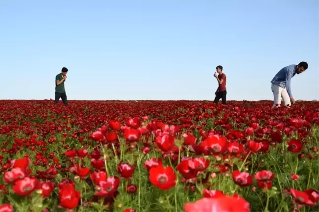 Baharın Müjdecisi Gelincik Çiçekleri Güneydoğu'yu Kızıla Boyadı