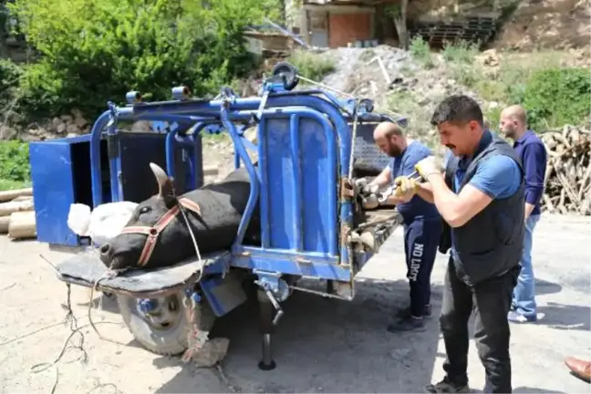Artvin'de Boğalar Nallanıyor, Zorlu Güreşlere Hazırlanıyor