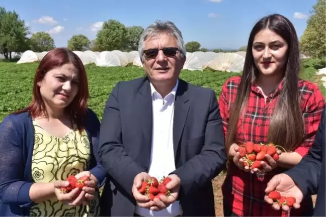 Çilekin Başkentinde Festival Heyecanı