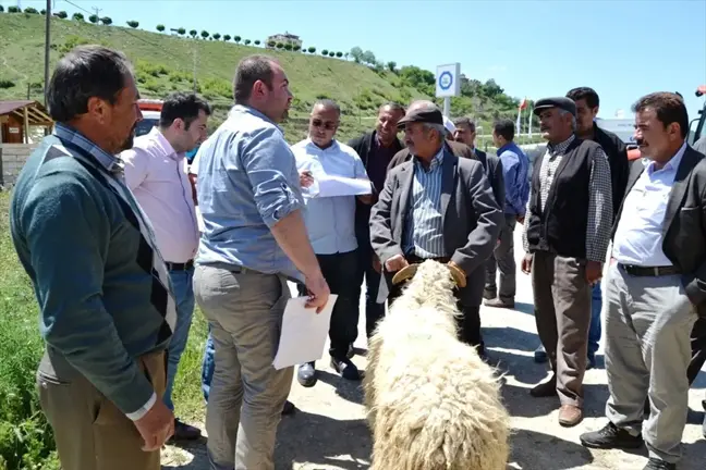 Boyabat'ta Üreticilere Damızlık Koç Dağıtıldı