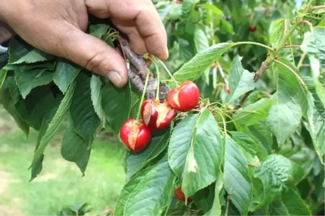 Dolu, Kirazı Vurdu