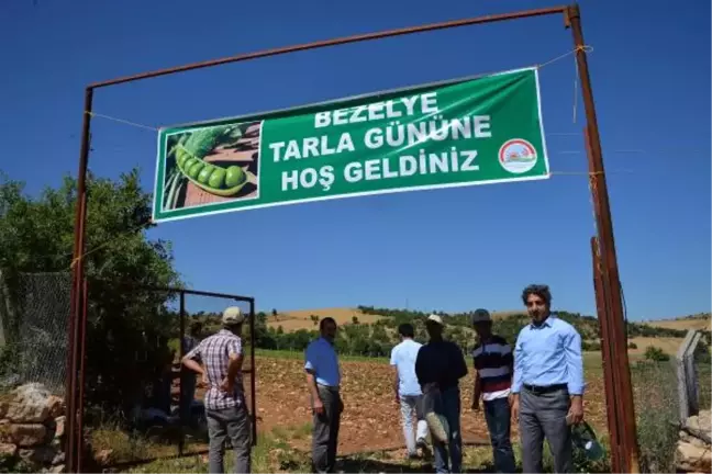 Diyarbakır'da İlk Kez Bezelye Ekildi