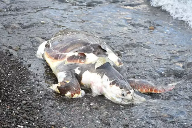 Caretta Caretta