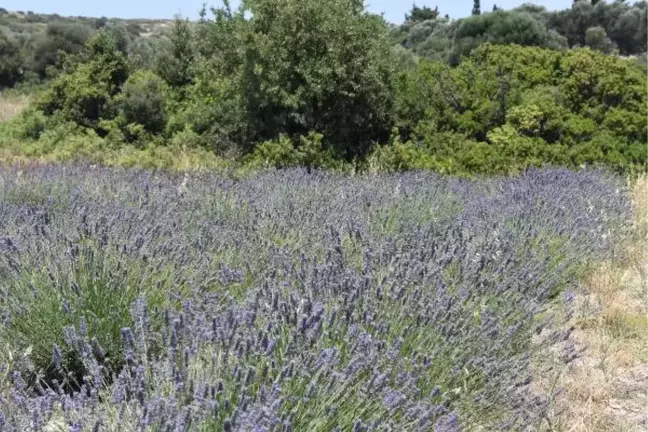 Alaçatı'da Lavanta Güzelliği