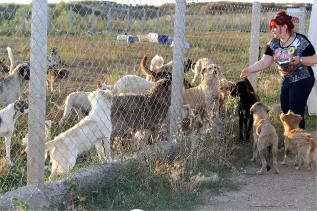 Babaeski'de Hayvanlar İçin Geçici Barınak Yapıldı