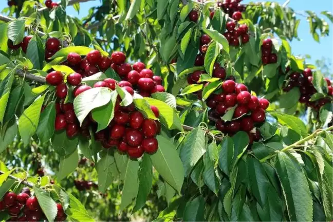 Yozgat'ta Bin 200 Dekar Kiraz Bahçesinde Hasat Başladı