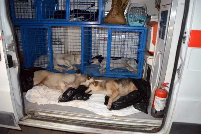 Ortaca'da Zehirlendiği İddia Edilen 2 Köpek Telef Oldu