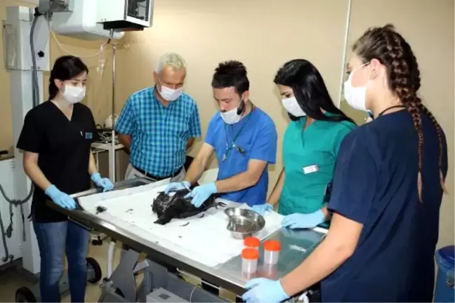 Endenozya'dan Getirttiği Tavuğu Ölünce Otopsi Yaptırdı