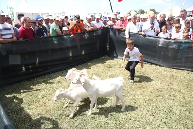Oğlak Yakalama Yarışması