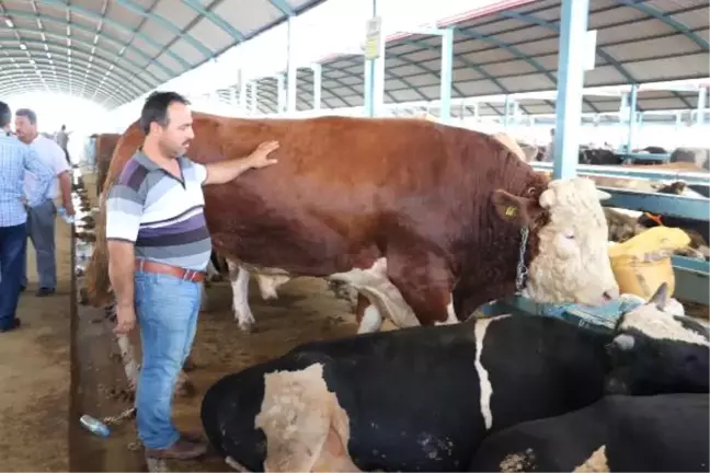 Kurbanlık Boğasıyla Şov Yaptı