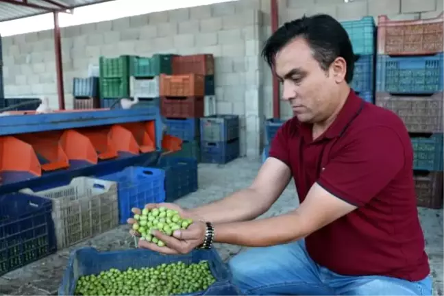 Hatay'da Zeytin Hasadı Başladı