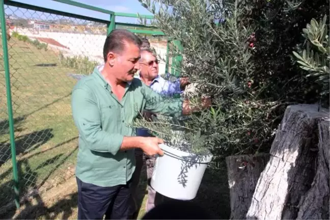 8 Asırlık Ağaçtan Zeytin Hasadı Yapıldı