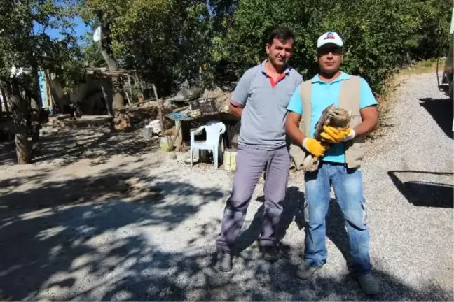 Temizlik İşçileri, Yolda Buldukları 'Kızıl Şahin'e Sahip Çıktı
