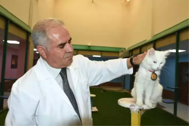 Kedi Güzellik Yarışmasının Birincisi 'Kartopu' İlgi Odağı Oldu