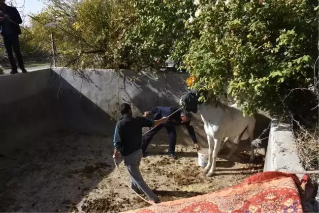 Boş Sulama Havuzuna Düşen At, 4.5 Saatte Kurtarıldı