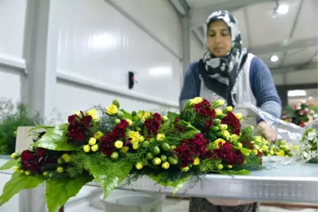 Antalya'dan 50 Milyon Dal Noel Çiçeği