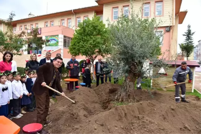 Anaokulu Bahçesine Asırlık Zeytin Ağacı