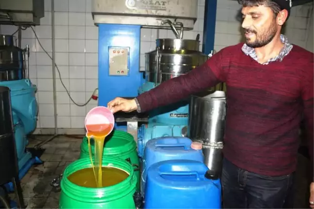 Zeytin ve Zeytinyağı Üreticilerinin Yüzü Gülüyor