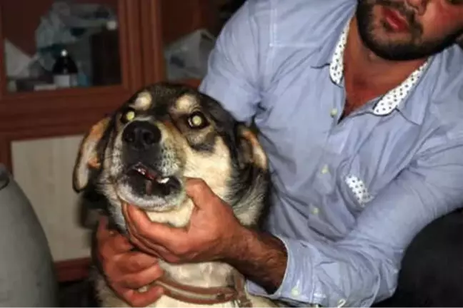 Karaman'da İki Köpeğe Şiddet İddiası