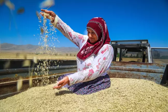 Gacer Hasadı'na Başlandı