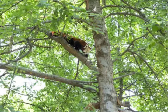 'Çin Malı Panda' Yerine Kırmızı Panda