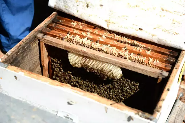 Bu Yıl Çam Balı Hasadından 15 Bin Ton Bal Bekleniyor