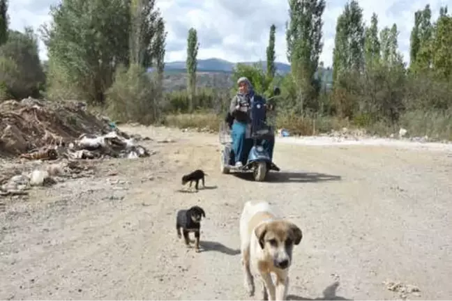 15 Yıldır Sokak Hayvanlarına Bakıyor