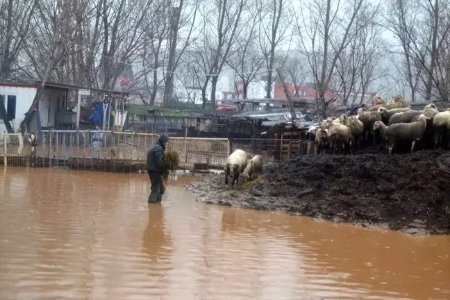 Manisa'da Su Basan Çiftlikteki 30 Hayvan Telef Oldu