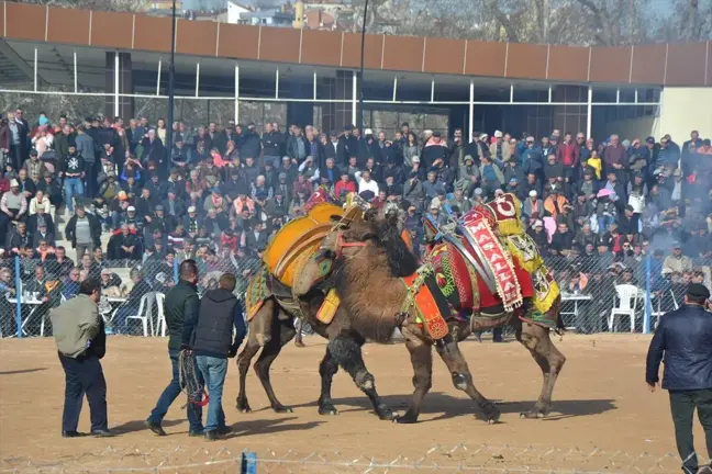 Biga'da Geleneksel Deve Güreşleri