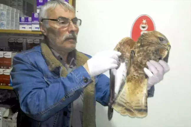 Fındık Bahçesinde Bulunan Yaralı Şahin Tedavi Altına Alındı
