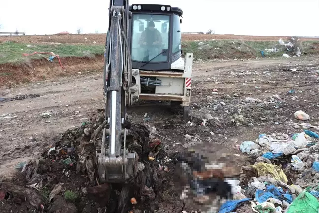 Çöplükte Yakılmış Kedi, Köpek Cesetleri Bulundu