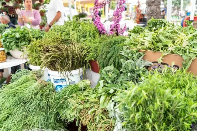 Seçim Bitti, Şimdi Festival Zamanı