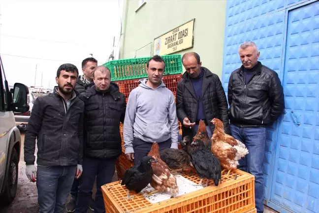 Zara Ziraat Odası Yumurta Tavuğu Dağıttı