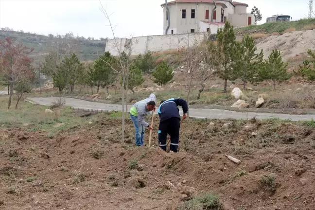 İncesu'da 1000 Sedir Fidanı Dikildi